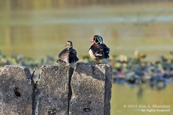 HNWR Wood Duck_1320 acs