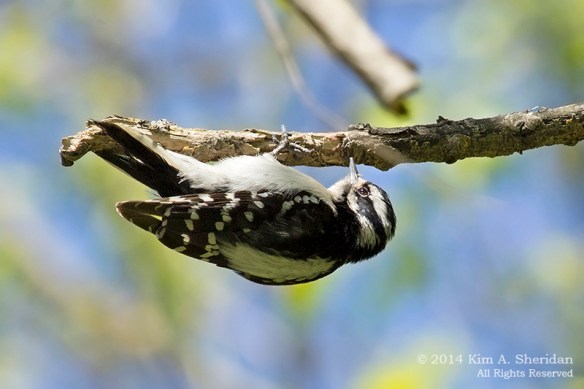 HNWR WP Downy_5314 acs