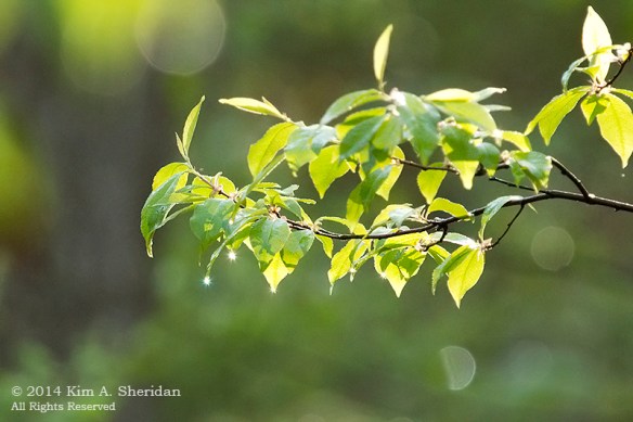 Nockamixon AM Walk_8003 acs