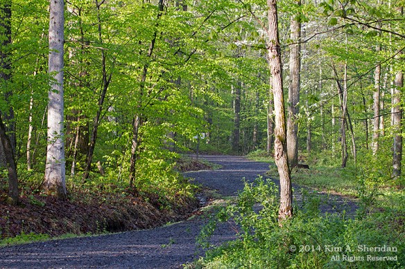 Nockamixon Cabin_8020 a