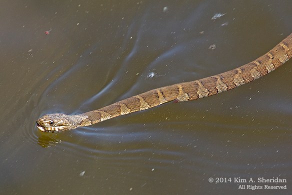 Nockamixon Fishing Pier_8187 acs