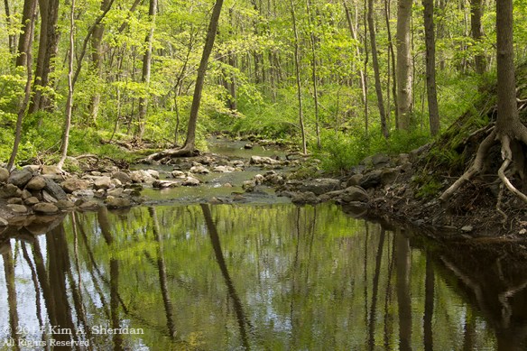 Nockamixon Old Mill Trail_8325 acs