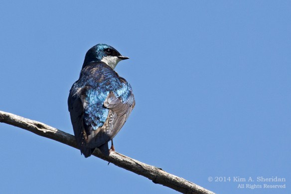 HNWR 420 Swallow_8539a