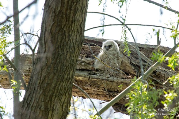 HNWR Owlet_1189 acs
