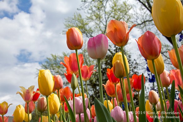 Mt Cuba 1 Formal_6038a