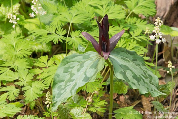 Mt Cuba 2 Trillium_6115a