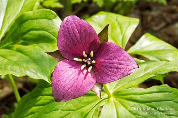 Mt Cuba 2 Trillium_6122acs
