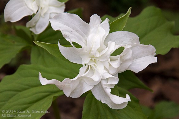 Mt Cuba 2 Trillium_6253a