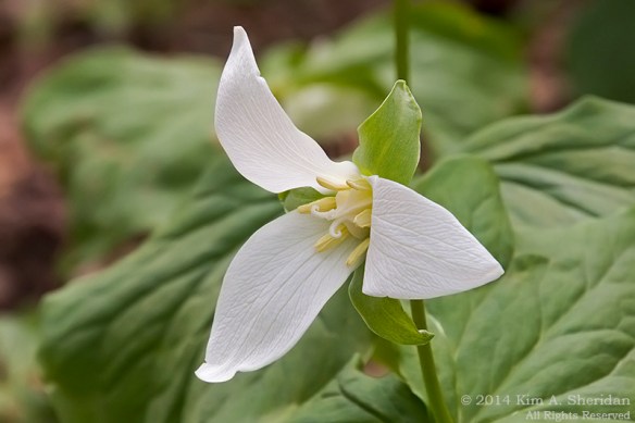Mt Cuba 2 Trillium_6266acs