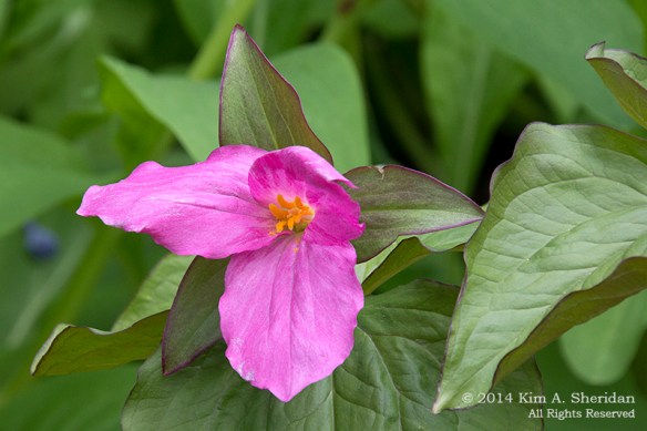 Mt Cuba 2 Trillium_6276a
