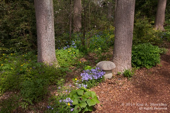 Mt Cuba 3 Woodland_6088a