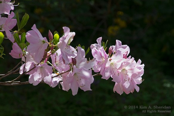 Mt Cuba 3 Woodland_6193a