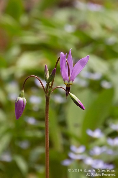 Mt Cuba 3 Woodland_6397acs copy