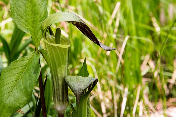 Mt Cuba 3 Woodland_6416a