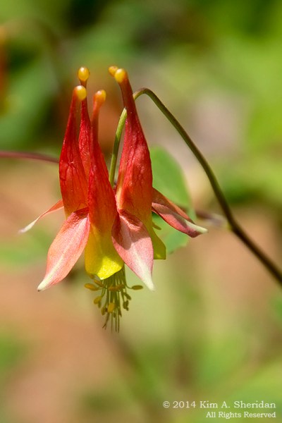 Mt Cuba 3 Woodland_6569acs copy