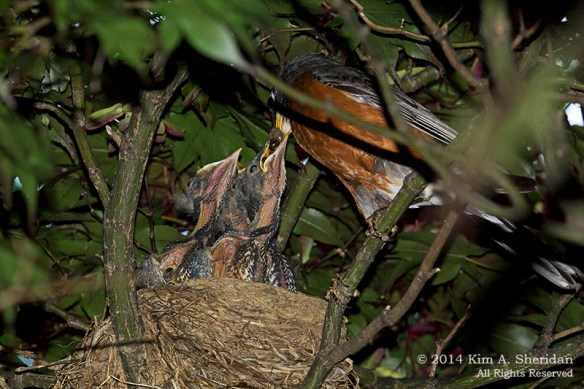 Robin Nest_9888 acs