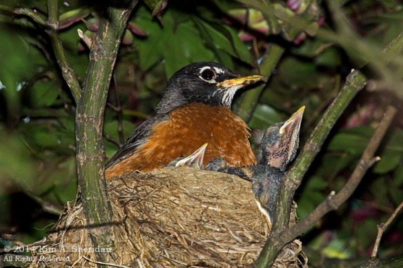 Robin Nest_9915 acs