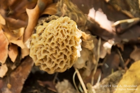 Shenks Ferry Morel_5607 acs