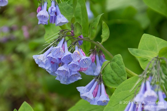 Shenks Ferry WF Bluebell_5526 a