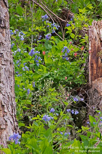 Shenks Ferry WF Bluebell_5973a