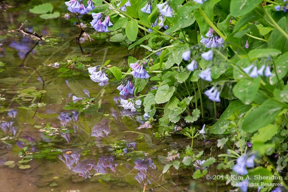 Shenks Ferry WF Bluebell_5998 acs