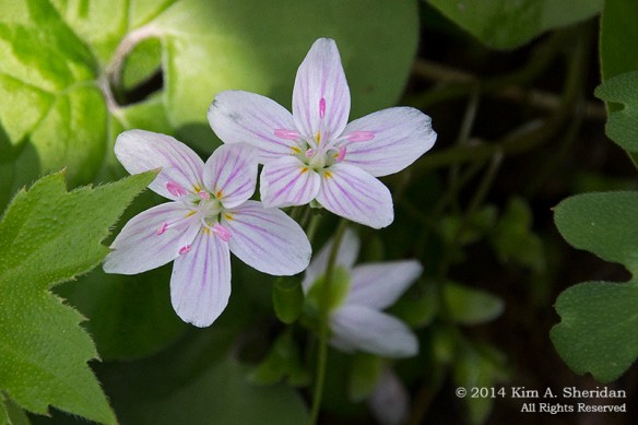 Shenks Ferry WF Spring Beauty_5779 a
