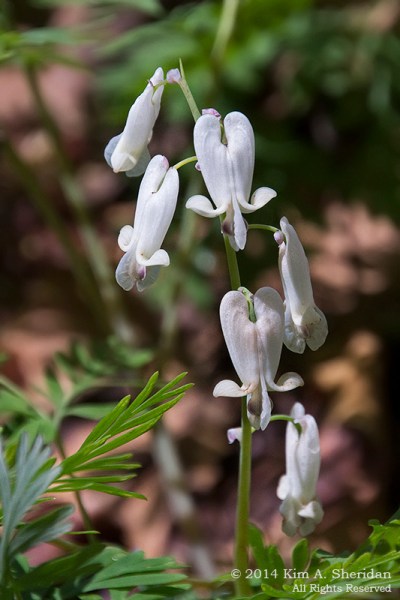 Shenks Ferry WF Squirrel Corn_5597a
