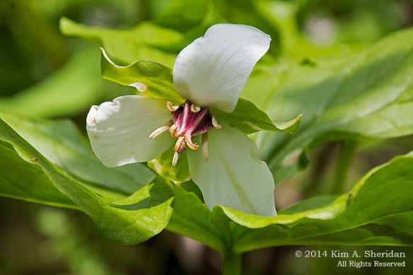 Shenks Ferry WF Trillium_5796acs
