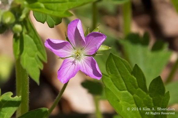 Shenks Ferry WF Wild Geranium_5883acs copy