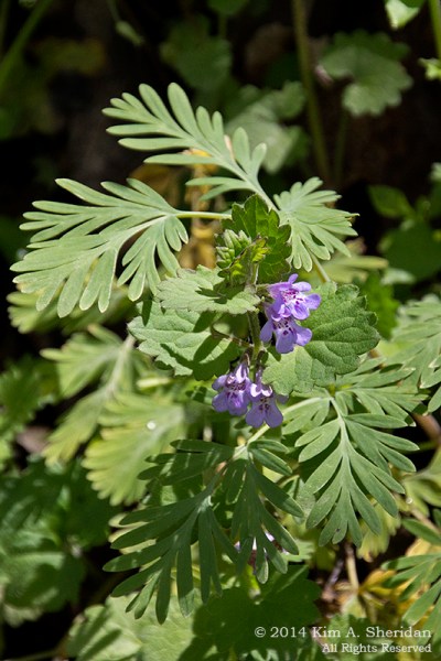 Shenks Ferry WF_5587 a