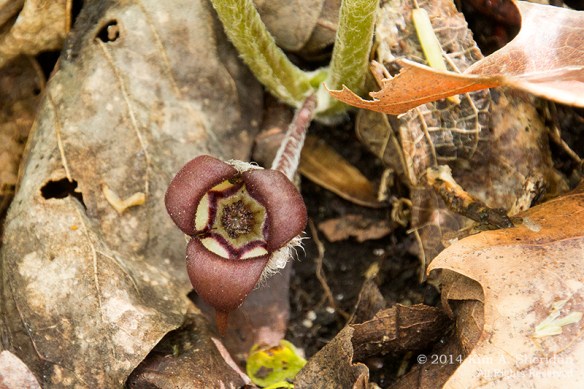Shenks Ferry WF_5605 a