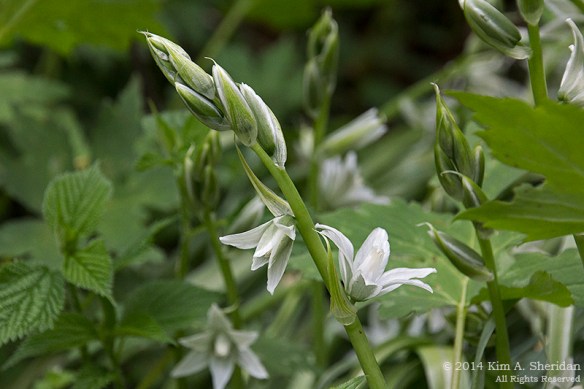 Shenks Ferry WF_5731 a