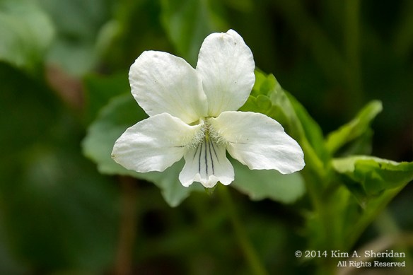 Shenks Ferry WF_5754acs