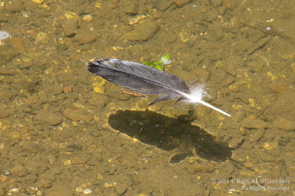 Wissahickon 2 Livezy Dam_9612a