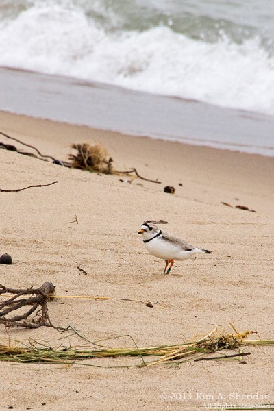 MI 2 Buttersville South Breakwater_9960acs