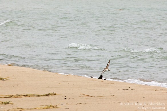 MI 2 Buttersville South Breakwater_9976a