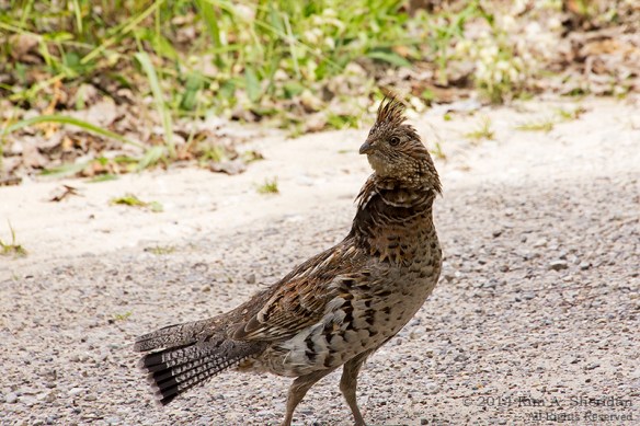 MI 4 SLBE Port Oneida Grouse_0892acs