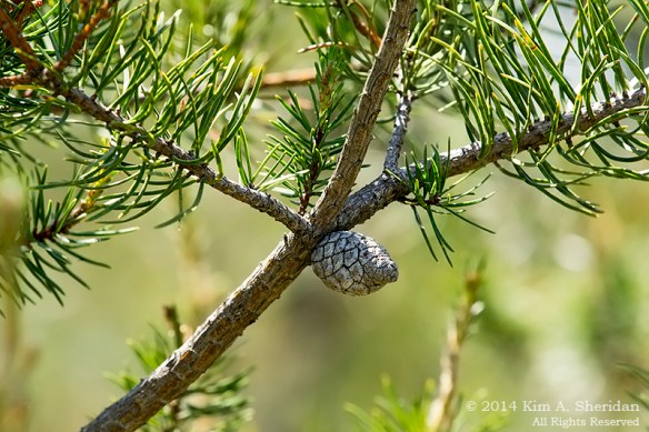 MI Grayling State Forest Jack Pine_9039acs