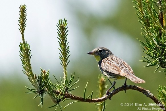 MI Grayling State Forest Kirtlands_8872acs