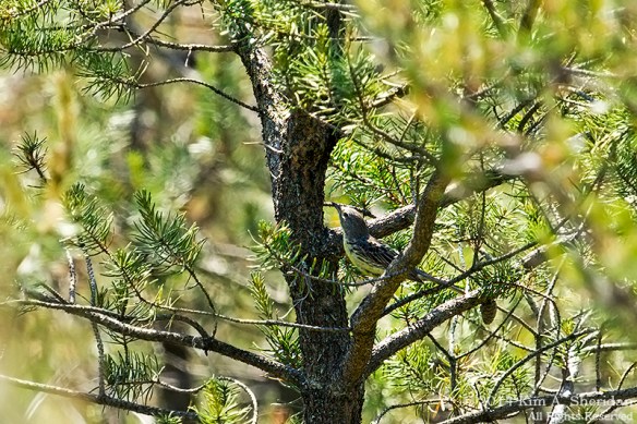 MI Grayling State Forest Kirtlands_8892acs