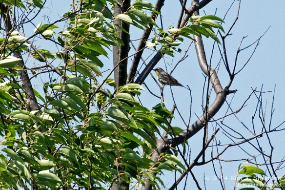 MI Grayling State Forest Kirtlands_8914a