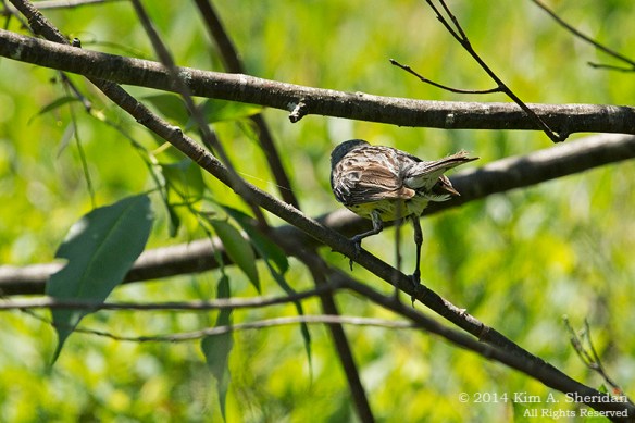 MI Grayling State Forest Kirtlands_9054a