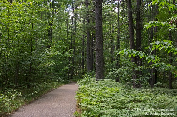 MI Hartwick Pines 1 Old Growth Forest_9078acs
