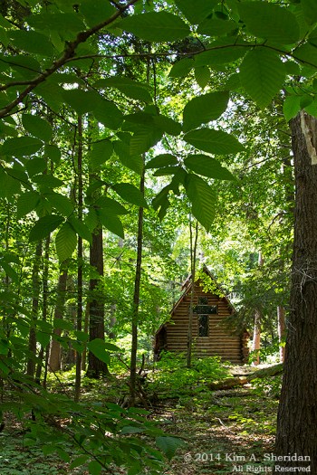 MI Hartwick Pines 1 Old Growth Forest_9116a