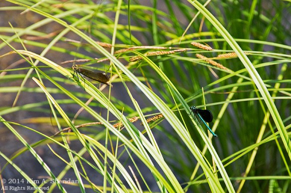 MI Hartwick Pines 2 Scenic Drive_9173a