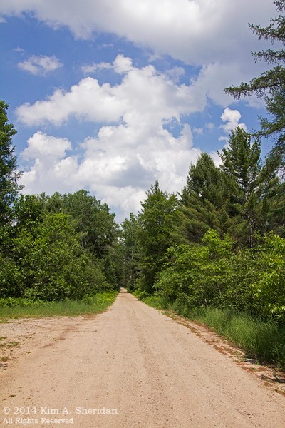 MI Hartwick Pines 2 Scenic Drive_9214s