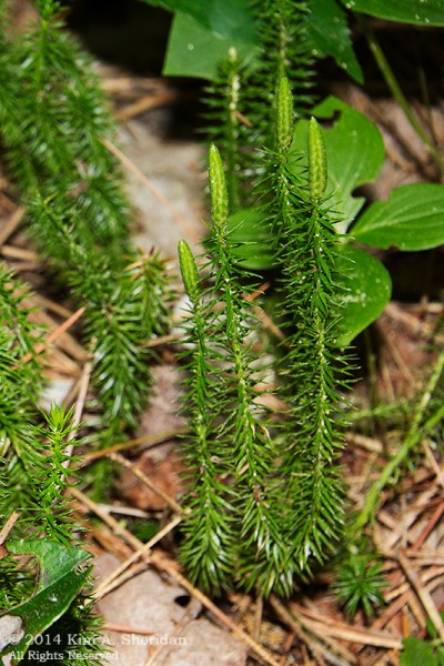 MI Hartwick Pines 3 Nature Trail_9286a