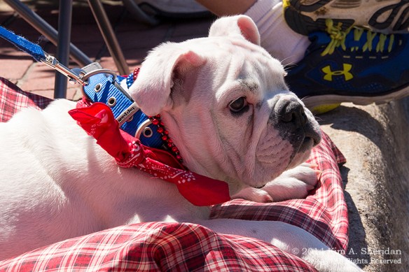 MI Parade 1 Audience_1714a