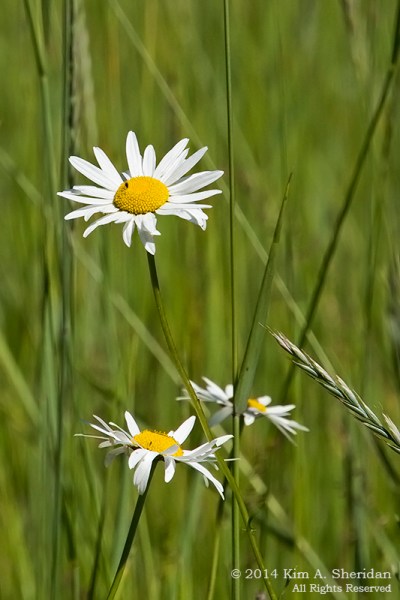 140703_MI 5 SLBE Alligator Hill_0982acs