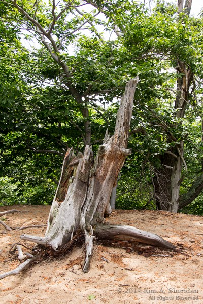 MI Ludington State Park_9516acs